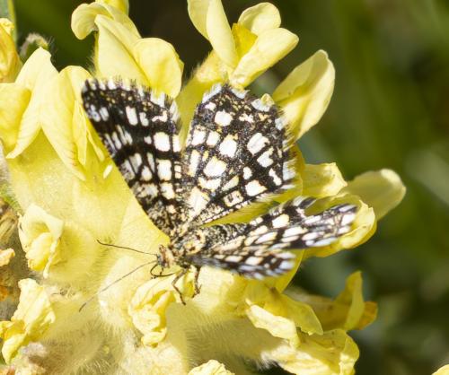 Réf. 359 539 : Chiasmia clathrata